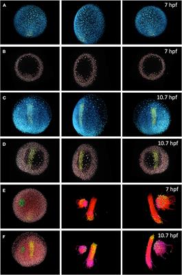 How Computation Is Helping Unravel the Dynamics of Morphogenesis